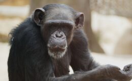 Zažijte jedinečnou podívanou v ZOO Brno 9