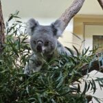 Zoologická zahrada Schönbrunn - vstupenky bez fronty 3