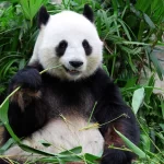 Zoologická zahrada Schönbrunn - vstupenky bez fronty 11