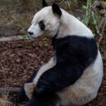 Zoologická zahrada Schönbrunn - vstupenky bez fronty 1