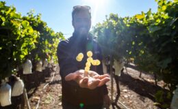 Vinice Alicante: degustace vína 4