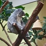 Zoologická zahrada Schönbrunn - vstupenky bez fronty 4