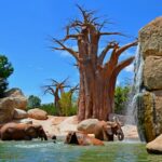 Prozkoumejte srdce Afriky - Bioparc Valencia 12