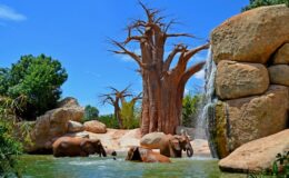 Prozkoumejte srdce Afriky - Bioparc Valencia 6