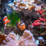 L´Aquarium de Barcelona: Jedno z největších akvárií v Evropě 10