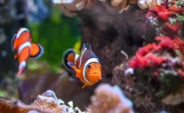 L´Aquarium de Barcelona: Jedno z největších akvárií v Evropě 8